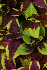 Coleus Premium Sun Pineapple Surprise PLT