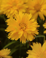 Coreopsis Double The Sun PRIMED