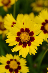 Coreopsis Sunkiss PRIMED