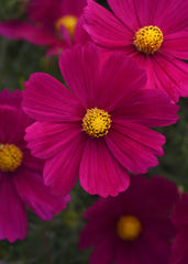 Cosmos Sonata Carmine