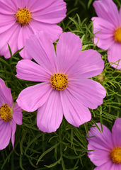 Cosmos Sonata Pink