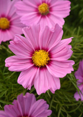 Cosmos Sonata Pink Blush