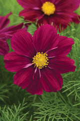Cosmos Sonata Purple Shades