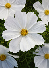 Cosmos Sonata White