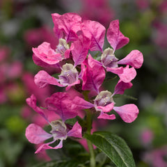 Cuphea Sriracha Pink
