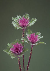 Ornamental Kale Crane Feather Queen