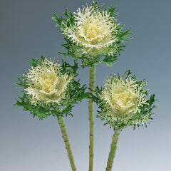Ornamental Kale Crane Feather Snow