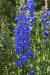 Delphinium x belladonna Blue Donna