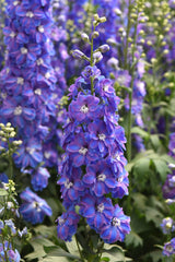Delphinium Guardian Blue