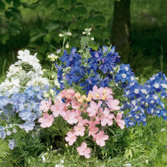 Delphinium Summer Colors Mix