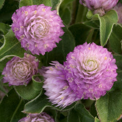 Gomphrena Gnome Pink