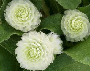 Gomphrena Gnome White