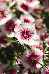 Dianthus Ideal Select White Fire PLT