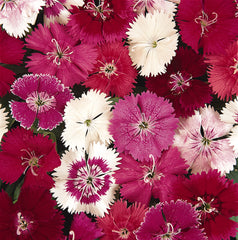 Dianthus Ideal Select Mix PLT