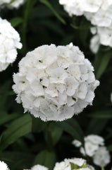 Dianthus Sweet White PLT