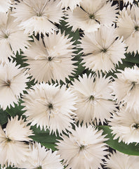 Dianthus Ideal Select White PLT