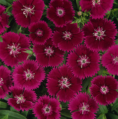 Dianthus Ideal Select Violet PLT