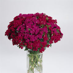 Dianthus Amazon Neon Duo PLT
