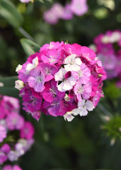 Dianthus Amazon Lavender Magic PLT