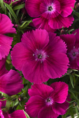 Dianthus Coronet Purple PLT