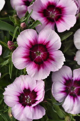 Dianthus Coronet White w/Purple Eye PLT