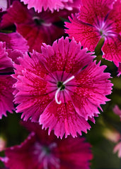 Dianthus Ideal Select Raspberry