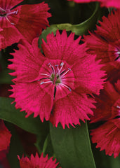 Dianthus Ideal Select Red
