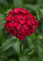 Dianthus Sweet Cherry PLT