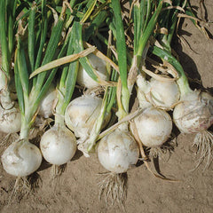 Onion White Diamond F1
