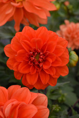 Dahlia Figaro Orange Shades