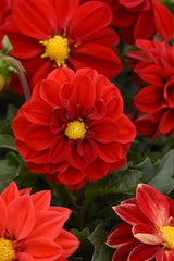 Dahlia Figaro Red Shades