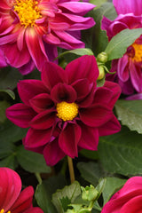 Dahlia Figaro Violet