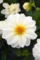Dahlia Figaro White