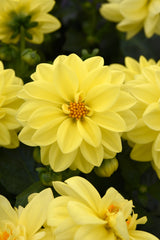 Dahlia Figaro Yellow Shades