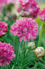Armeria Morning Star Deep Rose