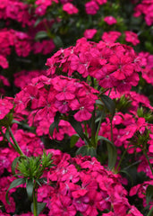Dianthus Amazon Neon Cherry PLT