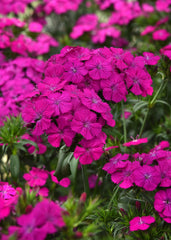 Dianthus Amazon Neon Purple PLT
