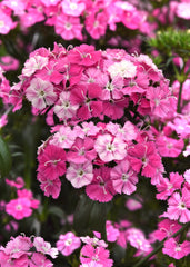Dianthus Amazon Rose Magic PLT