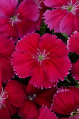 Dianthus Coronet Cherry Red PLT