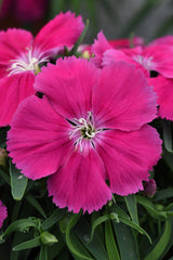 Dianthus Coronet Rose PLT