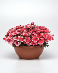 Dianthus Coronet Strawberry PLT