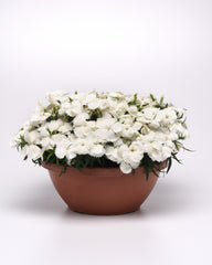 Dianthus Coronet White PLT