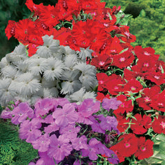 Dianthus Diana Select Mix