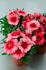 Dianthus Diana Scarlet Picotee
