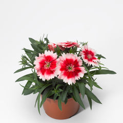 Dianthus Super Parfait Red Peppermint PLT