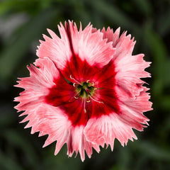 Dianthus Super Parfait Strawberry