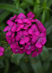Dianthus Sweet Neon Purple PLT