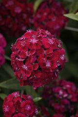 Dianthus Sweet Purple PLT