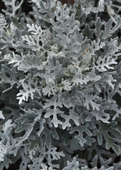 Dusty Miller Silver Dust PLT