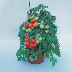 Tomato Totem